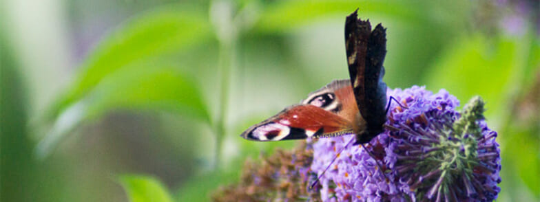 Butterfly on Buddleia shot with Sony A37 and Minolta AF Zoom 75-300mm 4.5-5.6